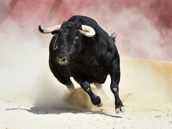 Corrida de Toros Plaza la México